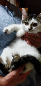 里親様が決まりました
