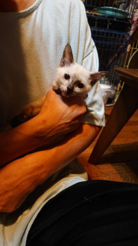 キュートなブルーアイ えり