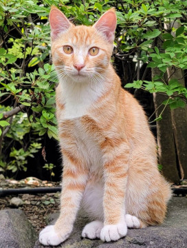 美しすぎる茶トラ猫