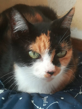 人懐こいミケ猫です