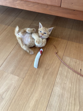 めずらしい茶トラメスちゃん