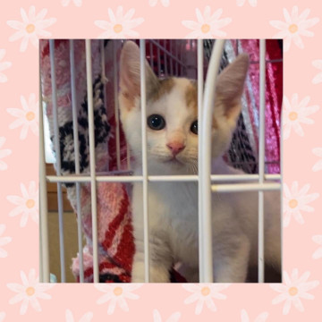 ❤️7/30生まれの可愛いミケ猫さん❤️