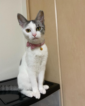 美猫