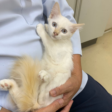 ブルーアイが綺麗なおんなのこ