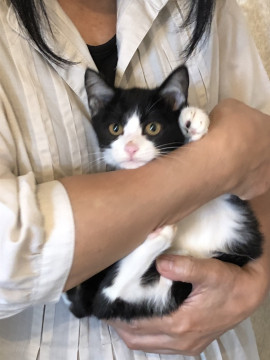 ハチワレ猫ちゃん
