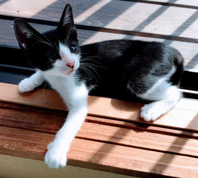 少し小さい人慣れ抜群の可愛い子猫ちゃん