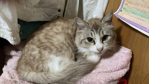 可愛い猫