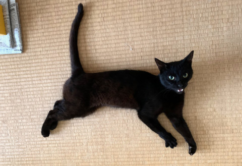 人が大好きな黒猫です