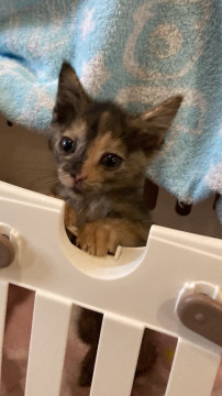ずっとのおうちを探してます❗️サビちゃん