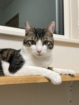 甘え上手イケメンゆずる