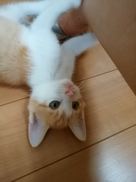 ピカピカ茶白のたまちゃん☆