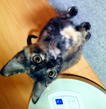 人も猫も大好きなサビ娘