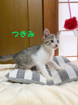可愛い男のコです★動画あり
