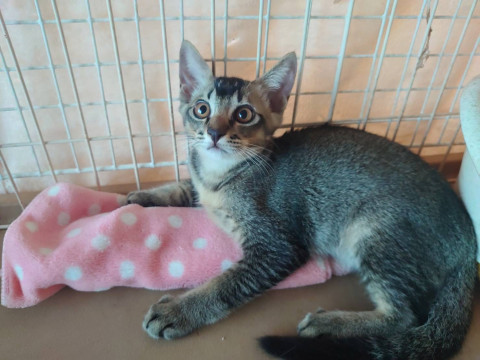 キレイなアビシニアン風子猫さん