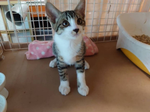 可愛いキジシロ子猫 男の子