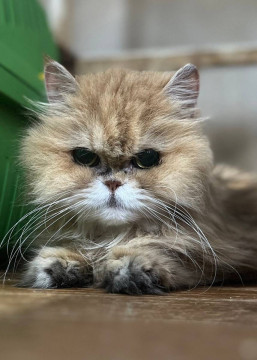 オルビス☆7歳くらい