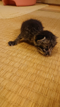 木の穴の中にいました