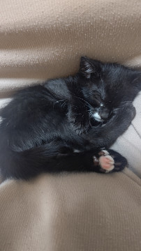 大人しくて甘えんぼう!子猫の女の子
