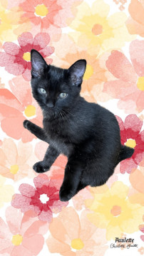 幸運の鍵しっぽを持つクロねこちゃん