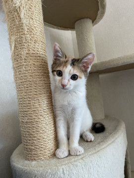 可愛い三毛猫アリスちゃん