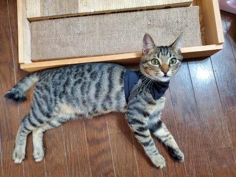 トライアルが決まりました。