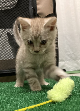 元気なサバトラちゃん