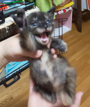 常に人間の上にいる茶パジャマちゃん
