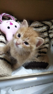 生後1週間の子猫を保護【譲渡先 決定！】