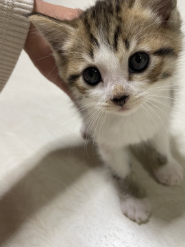 里親募集です。全4匹！