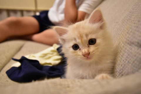 白くてふわふわの子猫です☆