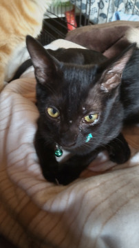 イケメンさんの黒猫