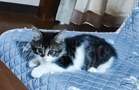 美仔猫ちゃん