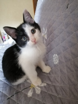 美仔猫ちゃん