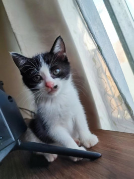 美仔猫ちゃん