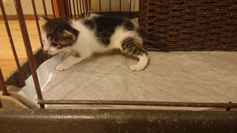 宜しくお願いします 別の猫が居ました