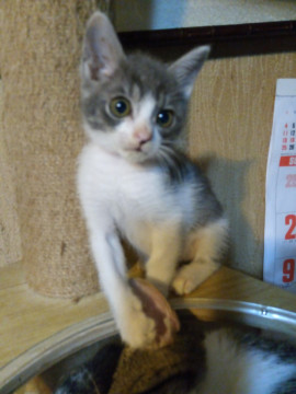 かわいい わらび