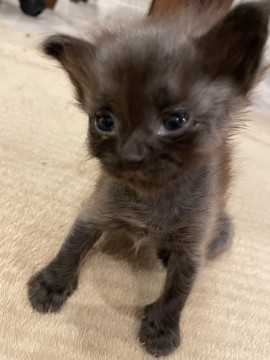 娘の家で生まれた子猫ちゃん
