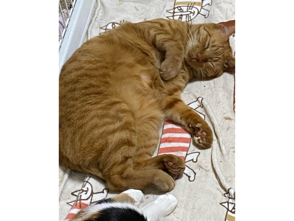 猫に好かれる茶トラ男子♪かん