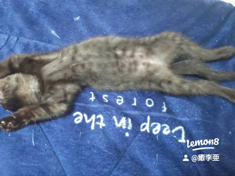 黒猫ちゃん