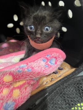 黒猫の赤ちゃん