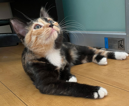 神秘的・個性的な色柄の三毛猫「栗原」