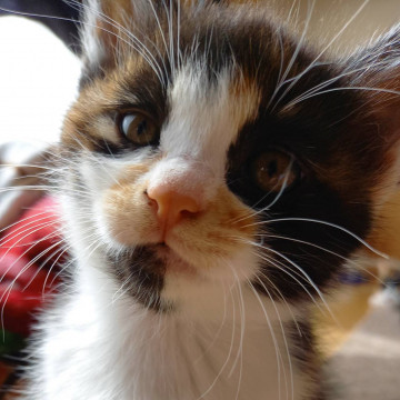 やんちゃな三毛の子猫ちゃん