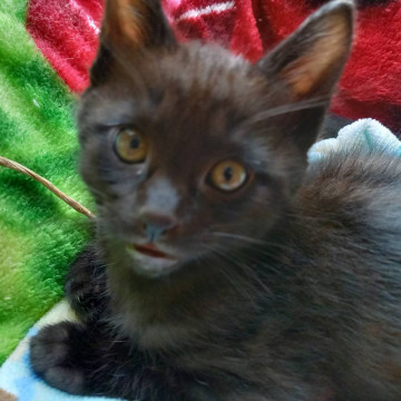 甘えん坊なクロの子猫ちゃん