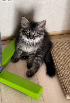 モフモフの甘えん坊 みやびちゃん