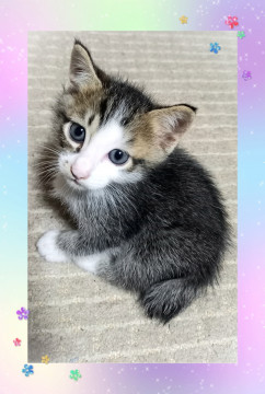 【1】キジシロ 男の子