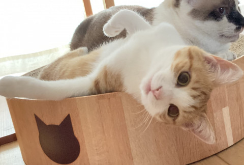 【イコロ】体は小さめ猫が大好き