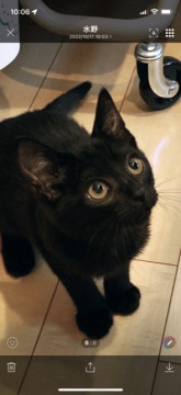 スリスリゴロゴロ黒猫エリちゃん❗️