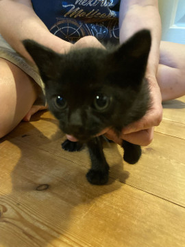生後1か月の黒猫(男の子)