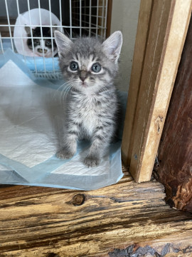 母猫が足を切断。保護した4匹の子猫です
