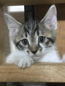 甘えん坊の男の子